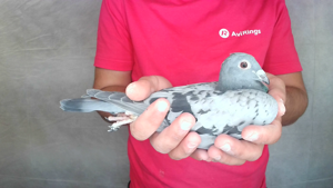Pigeon image