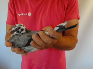 Pigeon image