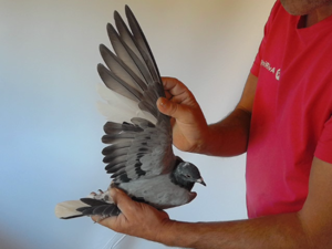 Pigeon image