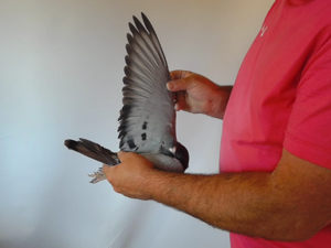 Pigeon image