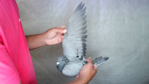 Pigeon image