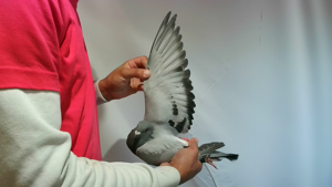 Pigeon image