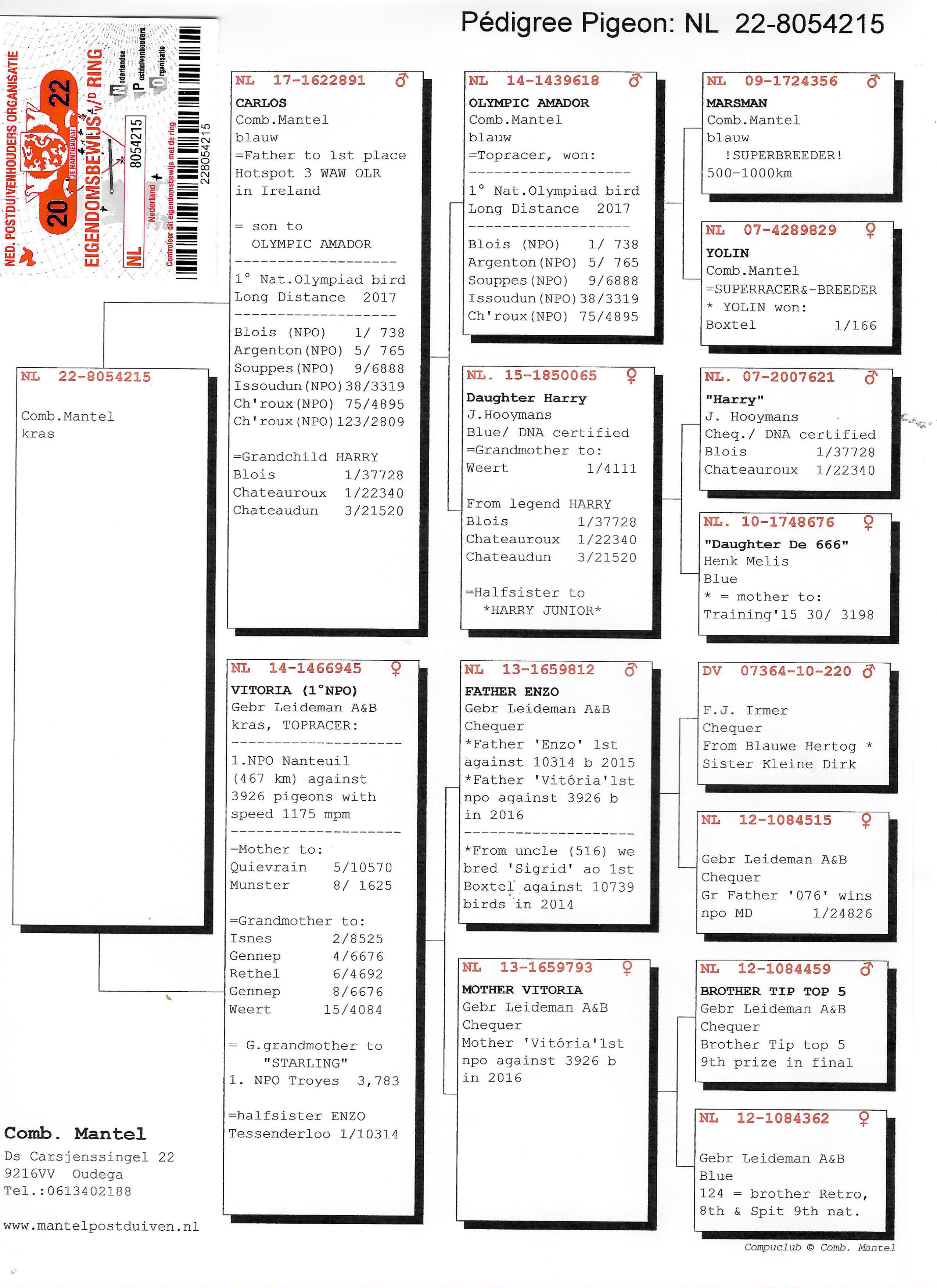 Pigeon pedigree image
