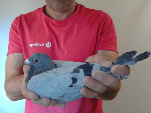 Pigeon image