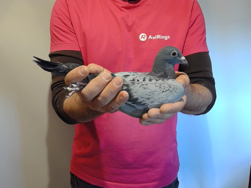 Pigeon image