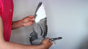 Pigeon image