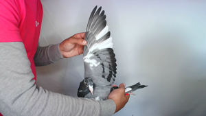 Pigeon image