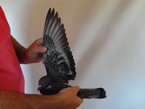 Pigeon image
