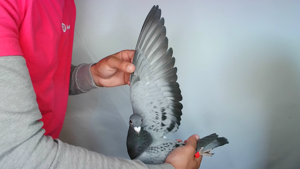 Pigeon image
