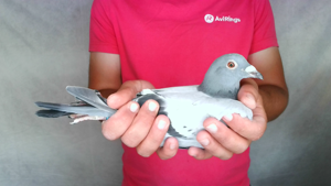 Pigeon image