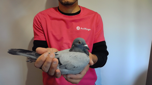 Pigeon image