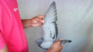 Pigeon image