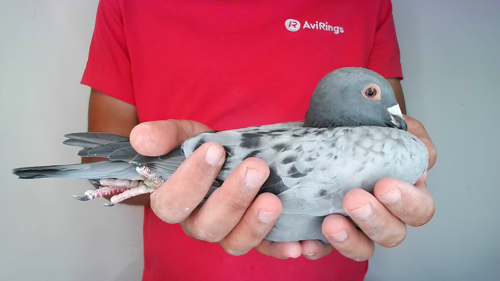 Pigeon image