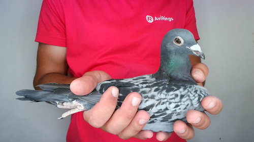 Pigeon image