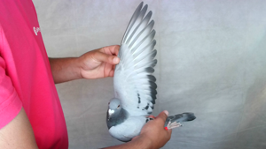 Pigeon image