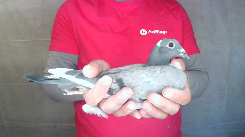Pigeon image