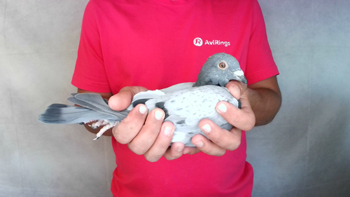 Pigeon image