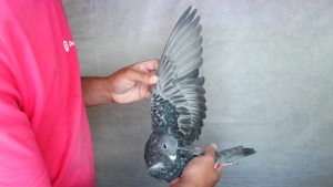 Pigeon image