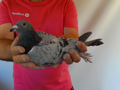 Pigeon image