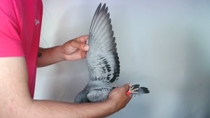Pigeon image