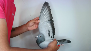 Pigeon image
