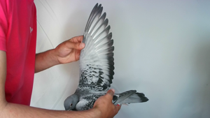 Pigeon image