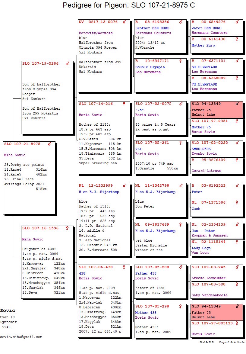 Pigeon pedigree image