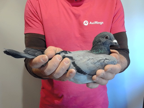 Pigeon image