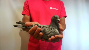 Pigeon image