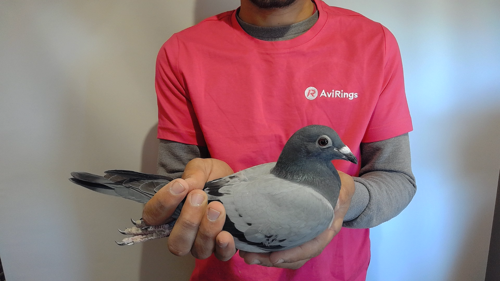 Pigeon image