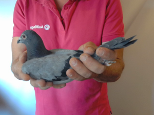 Pigeon image