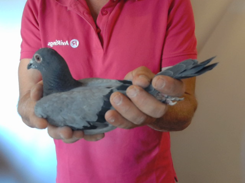 Pigeon image