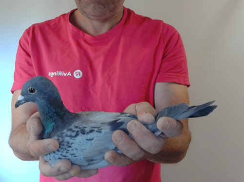 Pigeon image