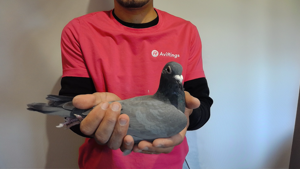 Pigeon image