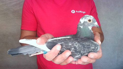 Pigeon image