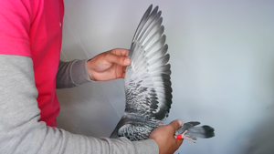 Pigeon image