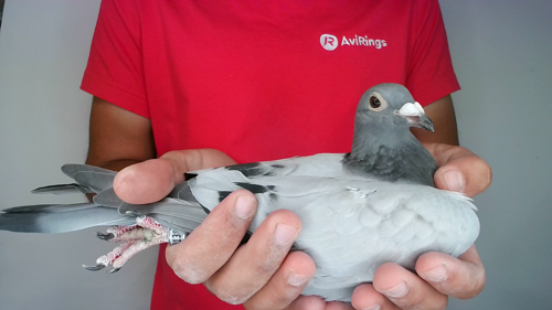 Pigeon image
