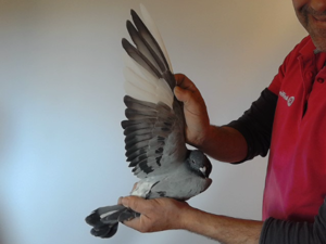Pigeon image