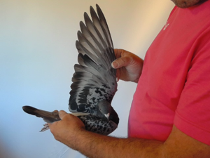 Pigeon image