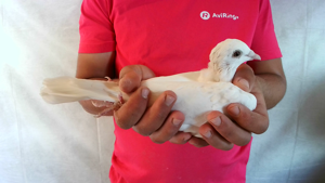 Pigeon image
