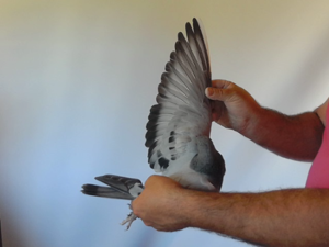 Pigeon image