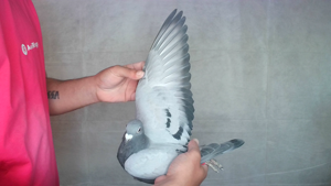 Pigeon image
