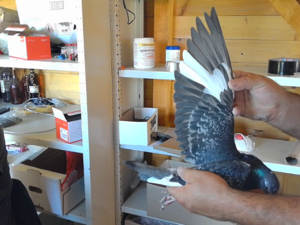 Pigeon image