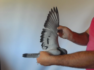 Pigeon image