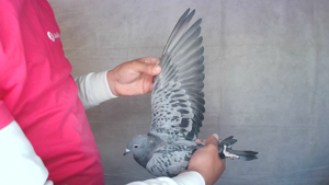Pigeon image