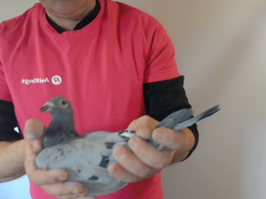 Pigeon image