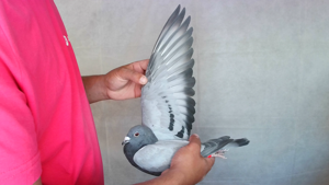 Pigeon image