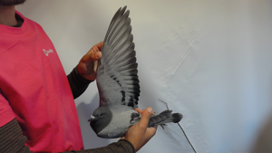 Pigeon image