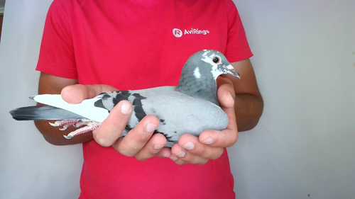 Pigeon image