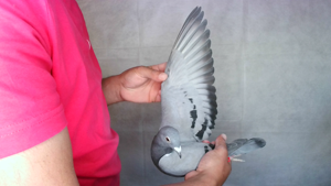 Pigeon image